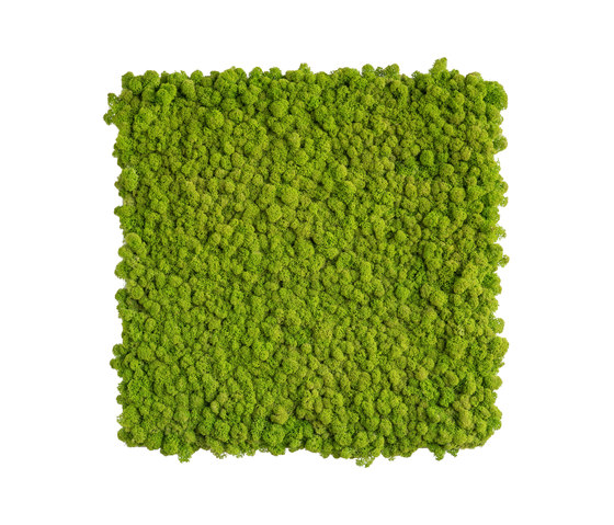 reindeer moss picture 55x55cm | Objets acoustiques | styleGREEN