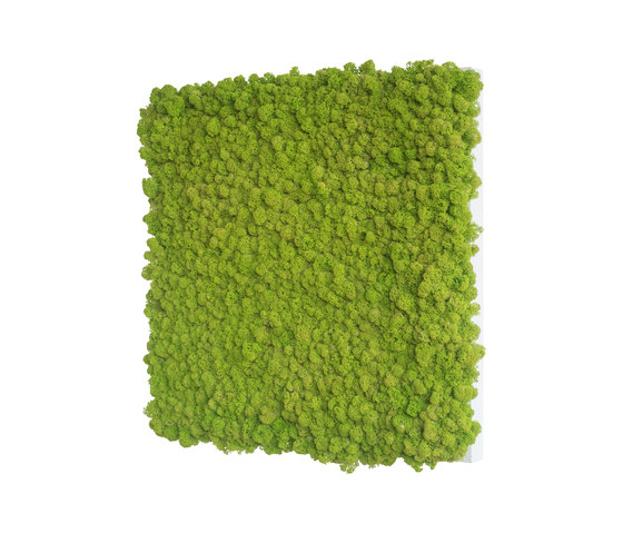 reindeer moss picture 55x55cm | Objets acoustiques | styleGREEN