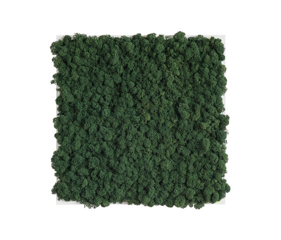 reindeer moss picture 35x35cm | Sound absorbing objects | styleGREEN