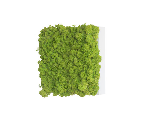 reindeer moss picture 22x22cm | Sound absorbing objects | styleGREEN