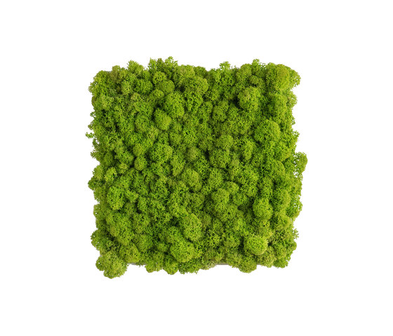 reindeer moss picture 22x22cm | Objets acoustiques | styleGREEN