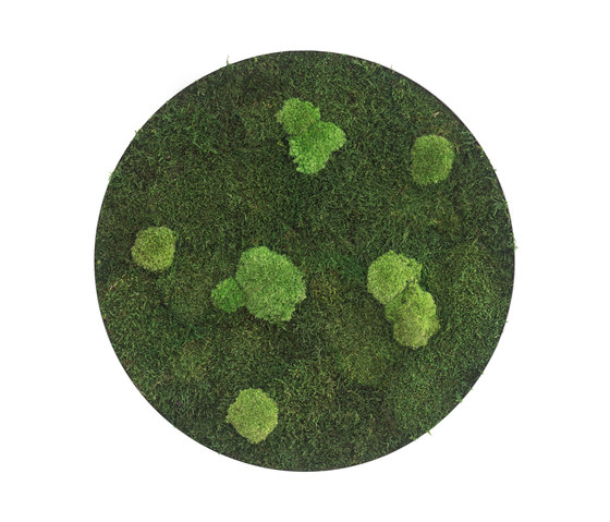 circle | forest and pole moss 80cm | Pareti vegetali | styleGREEN