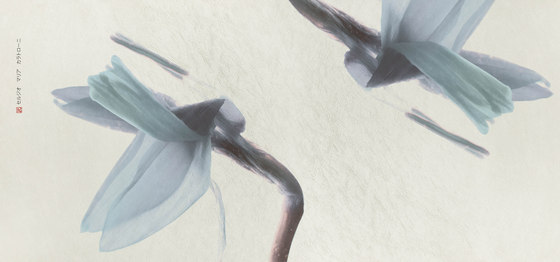 petals | narciso | Wandbilder / Kunst | N.O.W. Edizioni