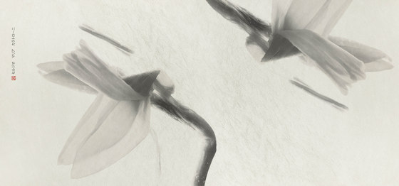 petals | narciso | Arte | N.O.W. Edizioni