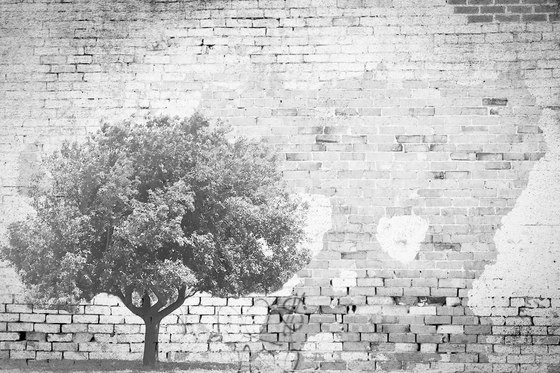 The Tree And The Wall | Wandbilder / Kunst | INSTABILELAB