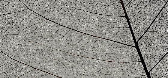 concrete | dry leaf | Wandbilder / Kunst | N.O.W. Edizioni