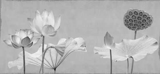 concrete | lotus lotus | Peintures murales / art | N.O.W. Edizioni
