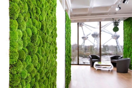 Green Wall Ball Moss | Pareti vegetali | Greenmood