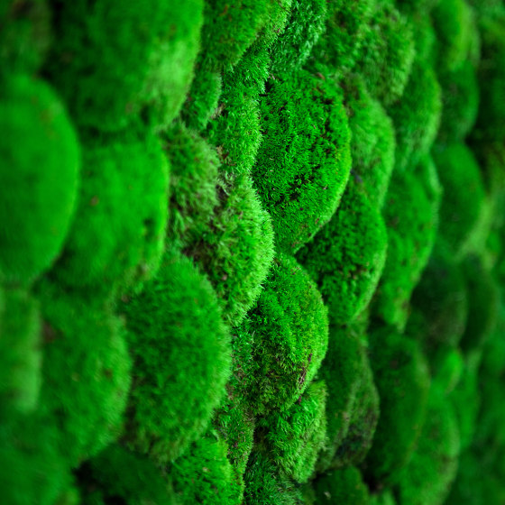Green Wall Ball Moss | Parades verdes / jardines verticales | Greenmood