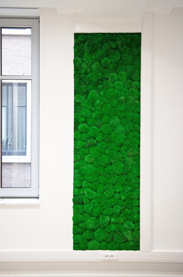 Green Wall Ball Moss | Living / Green walls | Greenmood