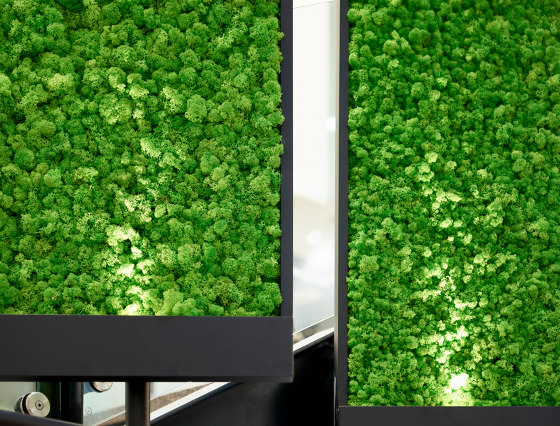 Green Wall Lichen | Living / Green walls | Greenmood