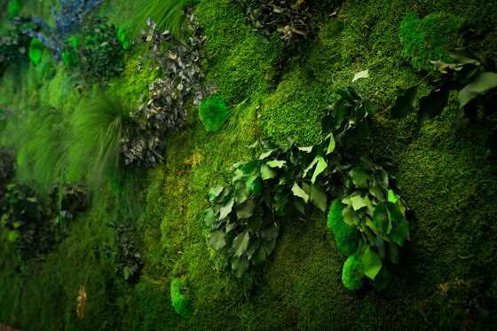 Green Walls Sparse Forest | Pareti vegetali | Greenmood