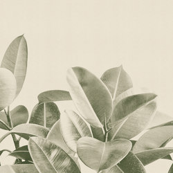 Rubber Plant | Wall coverings / wallpapers | LONDONART