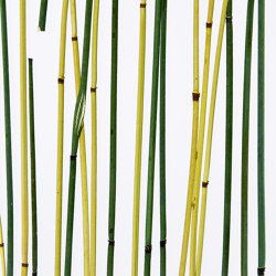 Invision bamboo green yellow | Colour yellow | DesignPanel