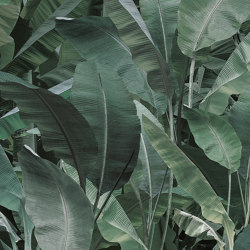 jungle | thai banano