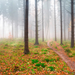 Ap Digital 3 | Wallpaper 471837 Fog In Forest | Wall coverings / wallpapers | Architects Paper