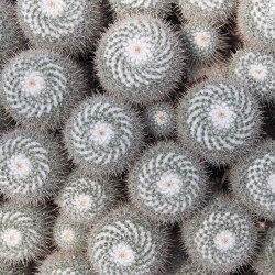 Ap Digital 4 | Wallpaper DD109145 Cactus | Wall coverings / wallpapers | Architects Paper