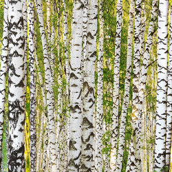 Ap Digital 4 | Wallpaper DD109165 Birch Forest | Wall coverings / wallpapers | Architects Paper