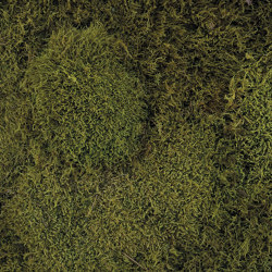Flachmoos dunkelgrün | Living / Green walls | StoneslikeStones