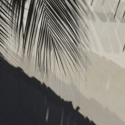 concrete | palm shadow | Wall art / Murals | N.O.W. Edizioni