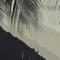 concrete | palm shadow