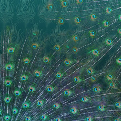 Déco | Peacock | Wall coverings / wallpapers | Officinarkitettura