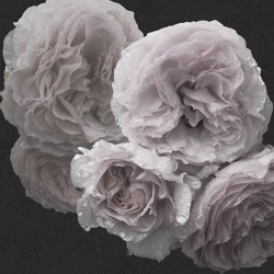 Nature | Rose | Wall coverings / wallpapers | Officinarkitettura