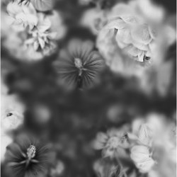 Blossom Black&White - Decor Slabs 120x240 - Panneau B