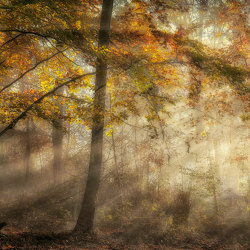 Autumn Sun - Original | Wandbilder / Kunst | Feathr