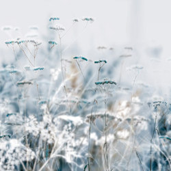 Blue Grass - Original | Wandbilder / Kunst | Feathr