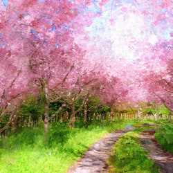Cherry Blossom Lane - Original | Wall coverings / wallpapers | Feathr
