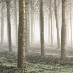 Forest Fog - Original | Wall coverings / wallpapers | Feathr
