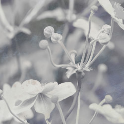 Japanese Anemone - Original | Colour grey | Feathr