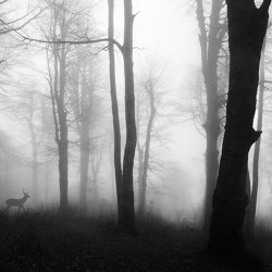 Misty Stag - Original | Wall coverings / wallpapers | Feathr