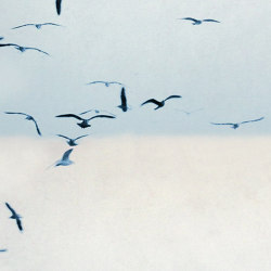 Portuguese Seagulls 02 - Ice | Carta parati / tappezzeria | Feathr