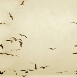 Portuguese Seagulls 02 - Sand | Revêtements muraux / papiers peint | Feathr
