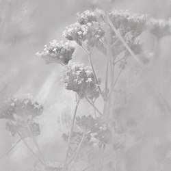 Verbena - Grey | Wandbilder / Kunst | Feathr