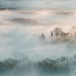 Woodland Mist - Original | Wandbilder / Kunst | Feathr