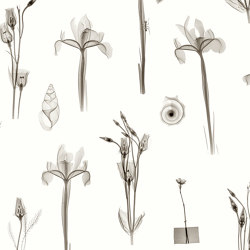 X-Ray Botanics 01 - Cream | Wall coverings / wallpapers | Feathr