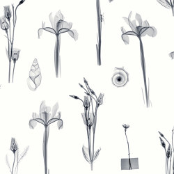 X-Ray Botanics 01 - Grey | Revestimientos de paredes / papeles pintados | Feathr