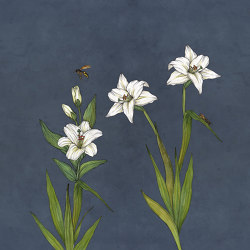 Lily | Flying Lily | Colour blue | Ambientha