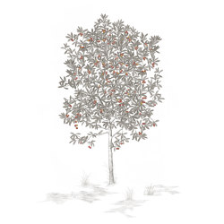 Arbustes Arbousier Gris | Revêtements muraux / papiers peint | ISIDORE LEROY