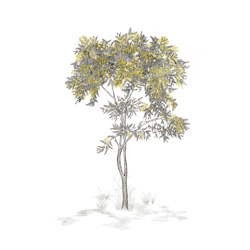 Arbustes Mimosa Gris | Revestimientos de paredes / papeles pintados | ISIDORE LEROY