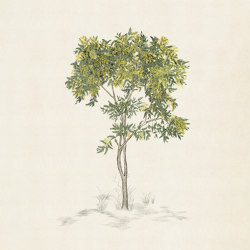 Arbustes Mimosa Naturel | Revestimientos de paredes / papeles pintados | ISIDORE LEROY