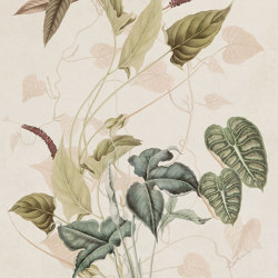 Caladium | Carta parati / tappezzeria | k'moor