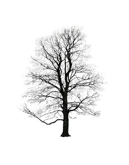 Tree Winter | Wandbilder / Kunst | Magis
