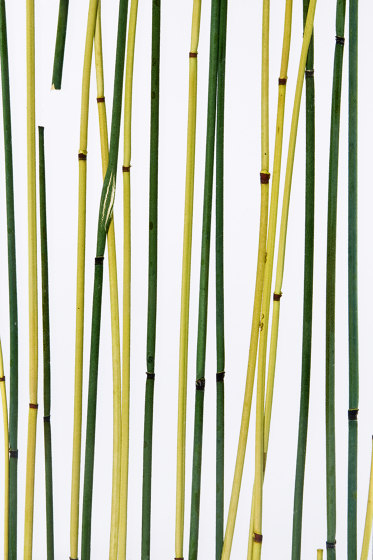 Invision bamboo green yellow | Kunststoff Platten | DesignPanel