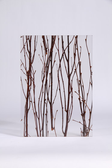 Invision birch | Kunststoff Platten | DesignPanel