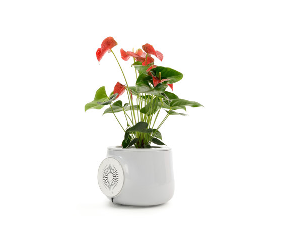 Nature Edition Alabastro | Pots de fleurs | Vitesy