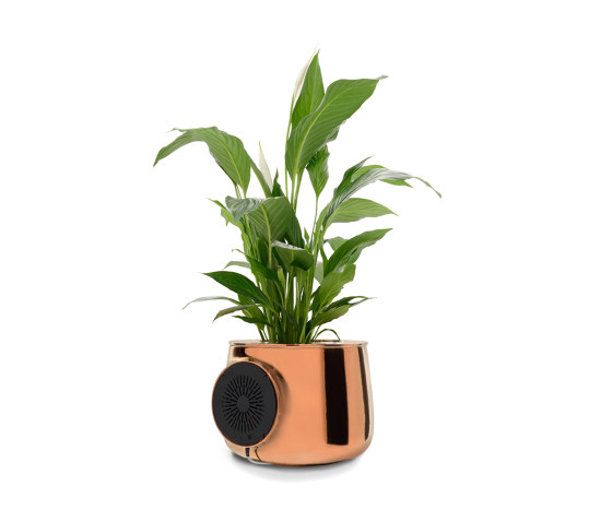 Premium Edition Rame | Plant pots | Vitesy